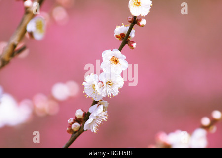 Pflaume Blüten Koshikawa Botanical Gardens Tokyo Japan Stockfoto