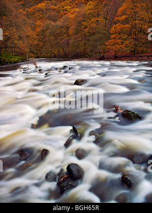 Schöne Wasserfälle in Flut im Herbst in den Wäldern Greta Tal in Cumbria, England schoss mit phase1 digitale zurück Stockfoto