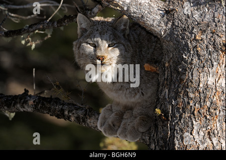 Kanadische Luchs (Felis lynx) gefangen. Bozeman, Montana, USA Stockfoto