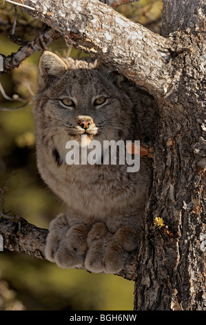 Kanadische Luchs (Felis lynx) gefangen. Bozeman, Montana, USA Stockfoto