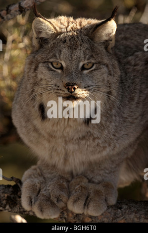 Kanadische Luchs (Felis lynx) gefangen. Bozeman, Montana, USA Stockfoto