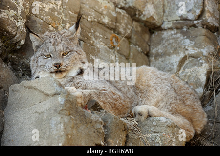 Kanadischer Luchs (Felis Lynx) in Gefangenschaft, Bozeman, Montana, USA Stockfoto