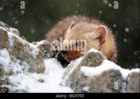 Kiefer/American Marder (Martes Americana) - gefangen im Winterquartier, Bozeman, Montana, USA Stockfoto