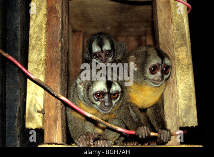 Red-Necked Night Monkey (Aotus), Iquitos, Peru. In Gefangenschaft Stockfoto