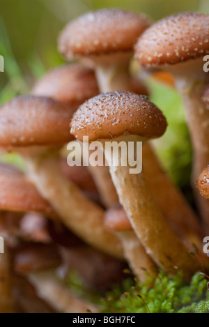 Schöne Makro Nahaufnahme von Wald Pilze wachsen in einer englischen Wald im Herbst Stockfoto