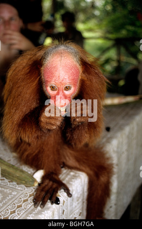 Affe roten Uakari (Cacajao Calvus Ucayalii), Iquitos, Peru, in Gefangenschaft. Stockfoto