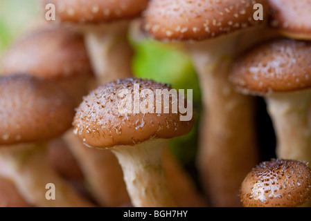 Schöne Makro Nahaufnahme von Wald Pilze wachsen in einer englischen Wald im Herbst Stockfoto