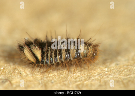 Museum-Käfer (Anthrenus Museorum), Larve. Stockfoto