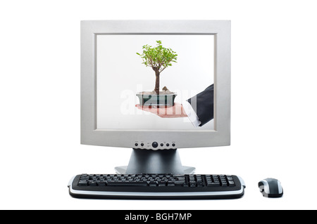 Computer-Display zeigt Hand hält einen Bonsai-Baum Stockfoto