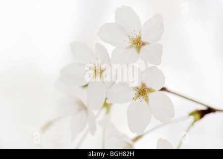 Kirschblüten Stockfoto
