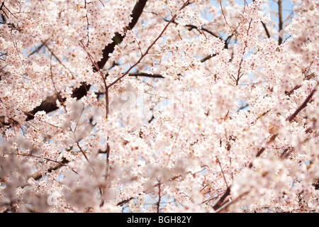 Kirschbaum in voller Blüte Stockfoto