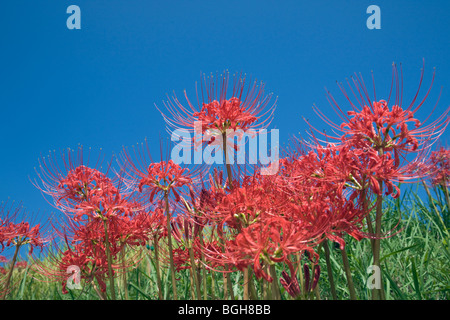 Amaryllis Blüten mit klaren blauen Himmel Stockfoto