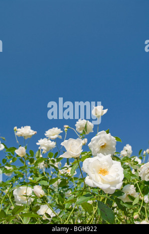 Weiße Rosen unter einem blauen Himmel Stockfoto