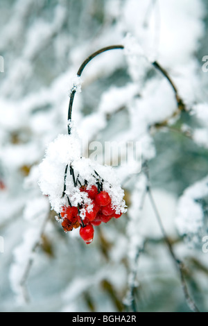 Rote Beeren hängen von einem Baum mit einer Bedeckung von Schnee auf Sie Stockfoto