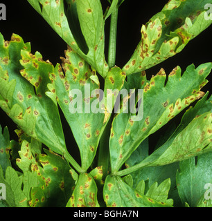 Blattflecken (Septoria Apiicola) auf Sellerieblätter Stockfoto