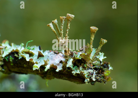 Surreale und bizarre Makro Nahaufnahme von einem Baum Flechten wachsen Triebe, die Trompete Formen ähneln Stockfoto