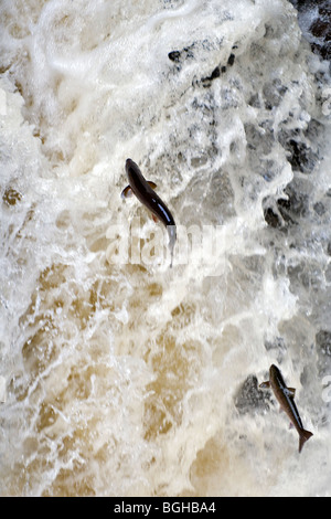 Wildlachs aufspringend Black Linn Wasserfall, Fluss Braan in der Eremitage, Dunkeld, Perthshire Schottland im Herbst Stockfoto