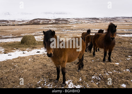Pferde im Winter. Skagafjördur, Island. Stockfoto