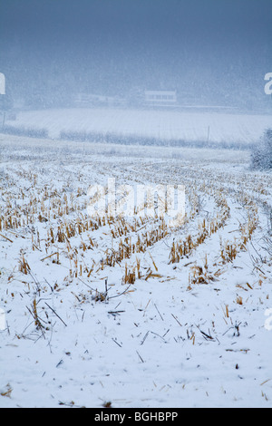 STOPPELFELD IM SCHNEE STURM UK Stockfoto