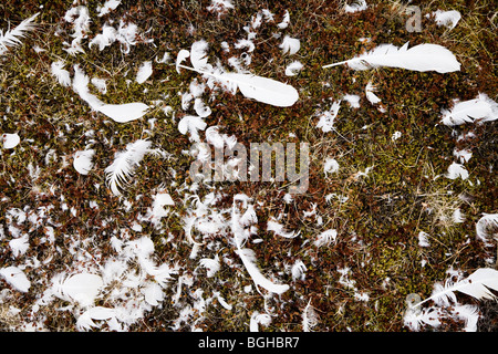 Federn von einem toten Schwan. Island. Singschwan (Cygnus Cygnus) Stockfoto