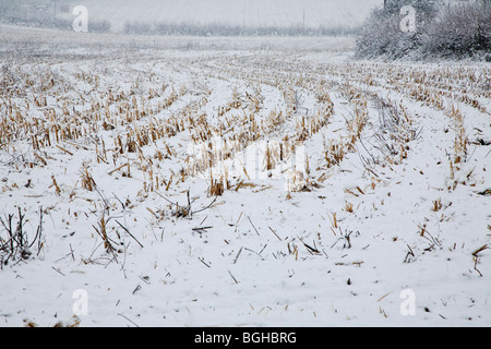 STOPPELFELD IM SCHNEE STURM UK Stockfoto