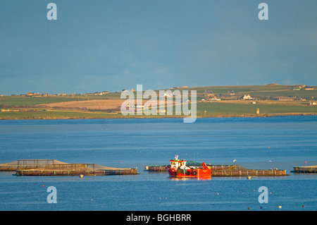 Fischzucht in der Bucht von Kirkwall aus Orkney Festland SCO 5806 Stockfoto