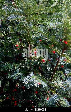 TAXUS BACCATA. EIBE BEEREN AUCH BEKANNT ALS ARILS. Stockfoto