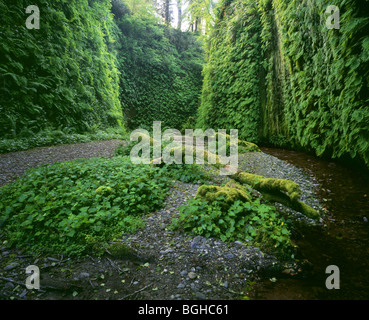 Kalifornien - Fern Canyon im Abschnitt Prairie Creek Redwoods State Park des Redwood National und State Parks Komplex. Stockfoto