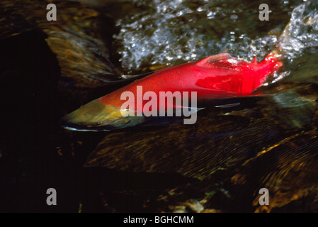 Laich Rotlachs (Oncorhynchus Nerka) laufen, Fische schwimmen Upstream, Rückkehr zu laichen, Adams River, British Columbia, Kanada Stockfoto