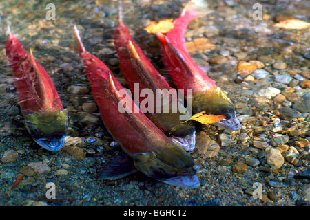 Laich Rotlachs (Oncorhynchus Nerka) laufen, Fische schwimmen Upstream, Rückkehr zu laichen, Adams River, British Columbia, Kanada Stockfoto