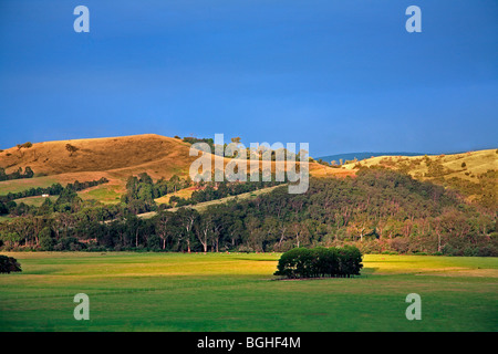 Landschaft Dandenong Ranges Victoria Australien Stockfoto