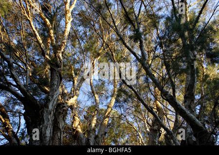 Leichte Bäume (Melaleuca Rhaphiophylia) im Regionalpark Canning River, Western Australia. Stockfoto