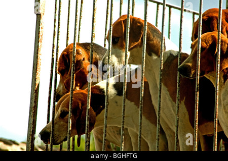 Jagd-Hunde von Cheverny Stockfoto