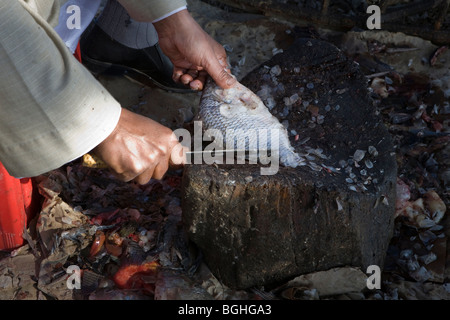 Entkalken und frischen Fisch zum Verkauf auf der Straße durch den Nil in Mittelägypten filetieren Stockfoto