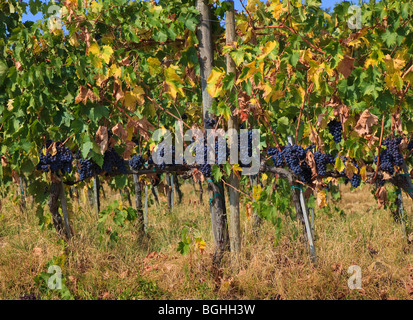 Grape vines growing on a hillside near Montalcino, Tuscany, Italy. Stockfoto