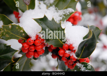 Schnee auf Holly Beeren an Rothwell, Northamptonshire, UK, 2010. Stockfoto