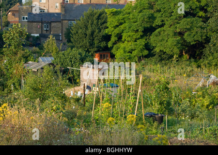 Eine Zuteilung Plot in der frühen Abendsonne zeigen Stangenbohnen Bambusstöcke mit einer Reihe von Bäumen und einige Gehäuse aufwachsen Stockfoto