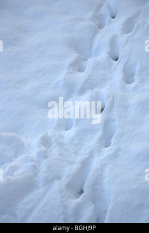 Tier (möglicherweise Fuchs) Spuren in den Schnee während der Kältewelle in London, Januar 2010 Stockfoto