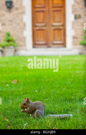 Ein Eichhörnchen auf dem Rasen des portugiesischen Botschaft in Washington, D.C. Stockfoto