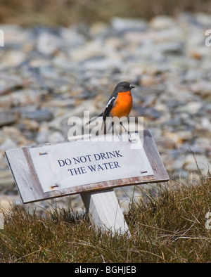 Flamme Robin (Petroica Phenicea) auf Nicht das Wasser trinken Anmelden in Australien sitzen Stockfoto