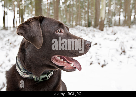 Profil-Schuss ein schöner Chocolate Labrador in die verschneite Landschaft Stockfoto