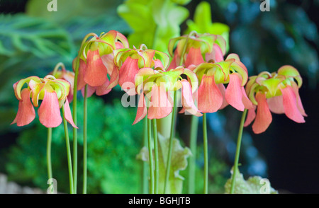 Sarracenia-Blumen auf der Harrogate Spring Flower Show Stockfoto