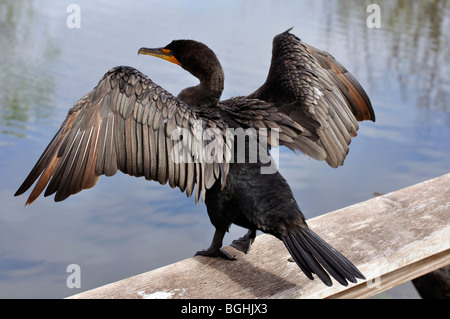 Kormoran, Everglades Park, Florida, USA Stockfoto