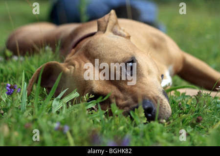 Tan farbige Staffordshire Bull Terrier-Mix Verlegung auf Rasen Stockfoto