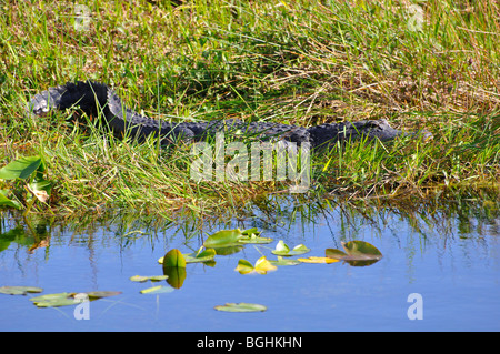 Alligator, Everglades Park, Florida, USA Stockfoto