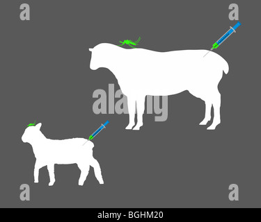 Schaf bekommt Immunisierung gegen Krankheiten, die durch Stiche der Mücke Stockfoto