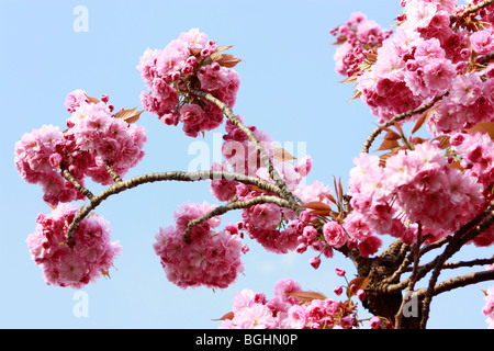 Rosa Blüte vor blauem Himmel wie ein Feuerwerk. Frühling in London. Stockfoto