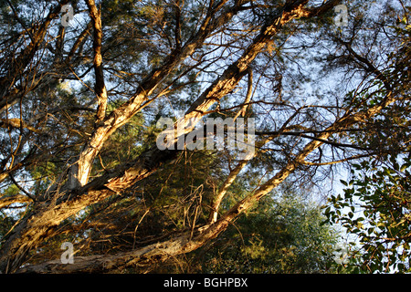 Leichte Bäume (Melaleuca Rhaphiophylia) im Regionalpark Canning River, Western Australia. Stockfoto