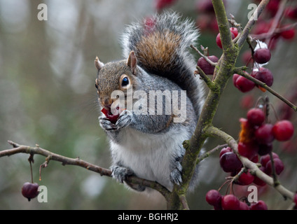 Grau-Eichhörnchen (Sciurus Carolinensis) essen Früchte von Malus Red Sentinel (Crab Apple Tree), UK Stockfoto