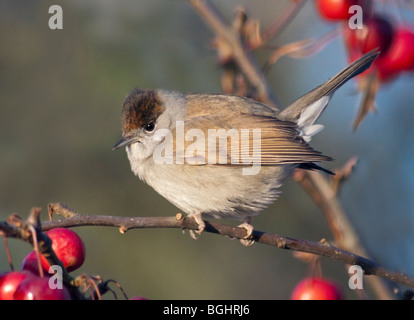 Männliche Mönchsgrasmücke (Sylvia Atricapilla) thront auf Malus Red Sentinel (Crab Apple Tree) Stockfoto